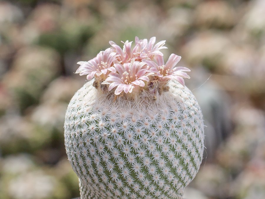 Epithelantha bokei MMR 287 Puertecitos - Ocampo, Coah - 10 seeds