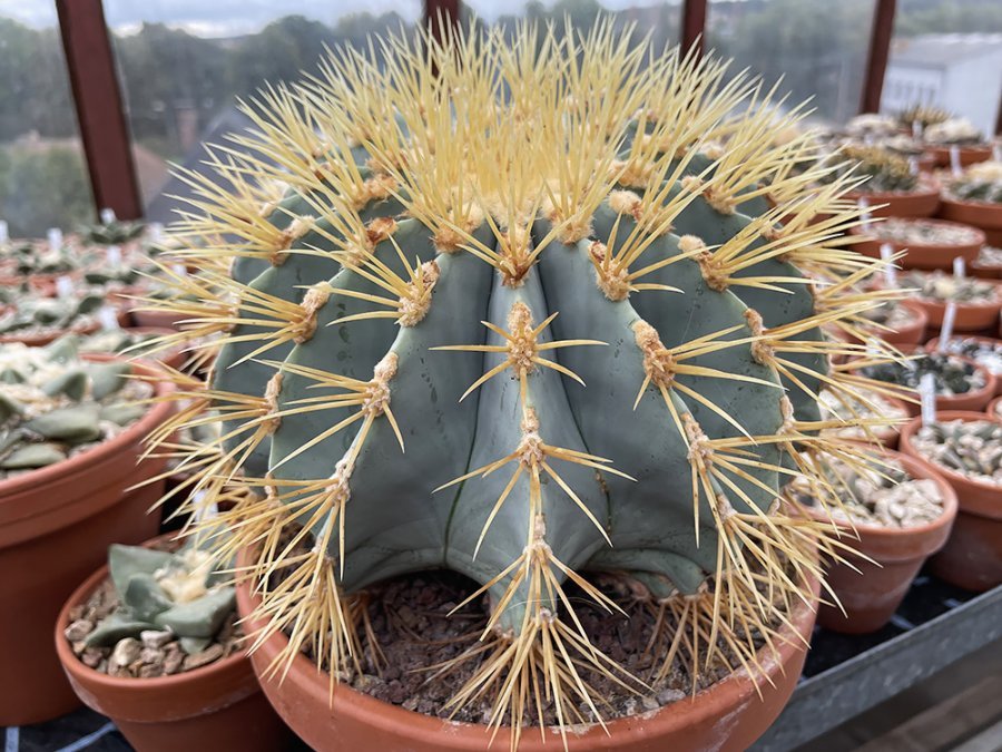 Ferocactus glaucescens - 10 seeds