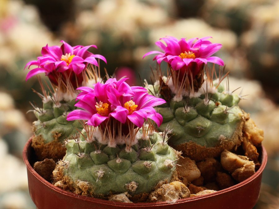 Strombocactus disciformis ssp. esperanzae PM 67/007 Las Adjuntas, Gto