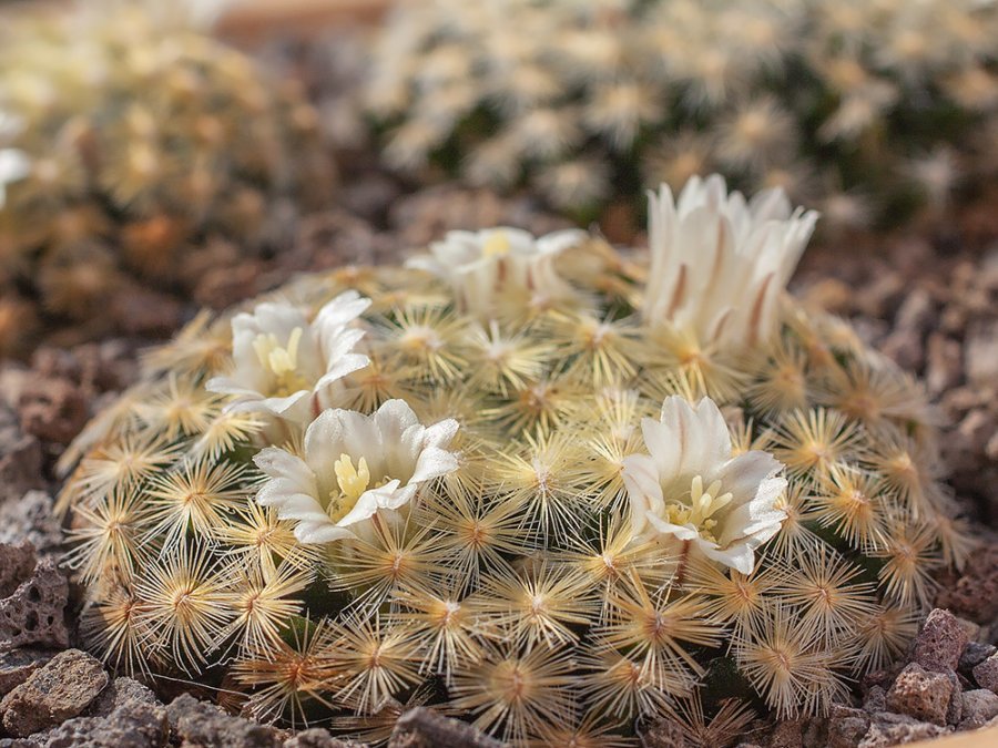 Mammillaria schiedeana MMR 268 Mina Adjuntas, Gto - 10 seeds