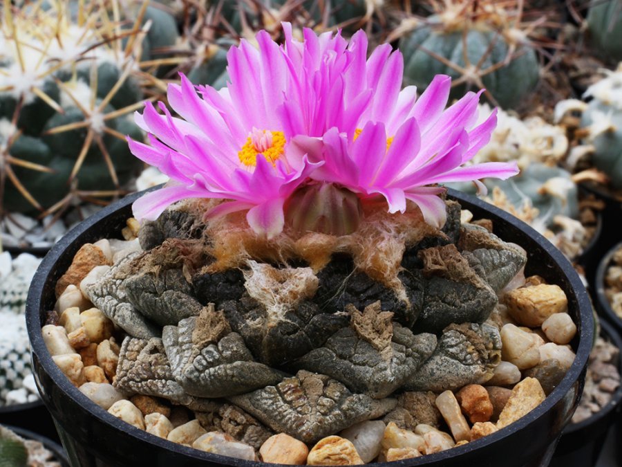 Ariocarpus fissuratus VZD 341 Terlingua, Tx