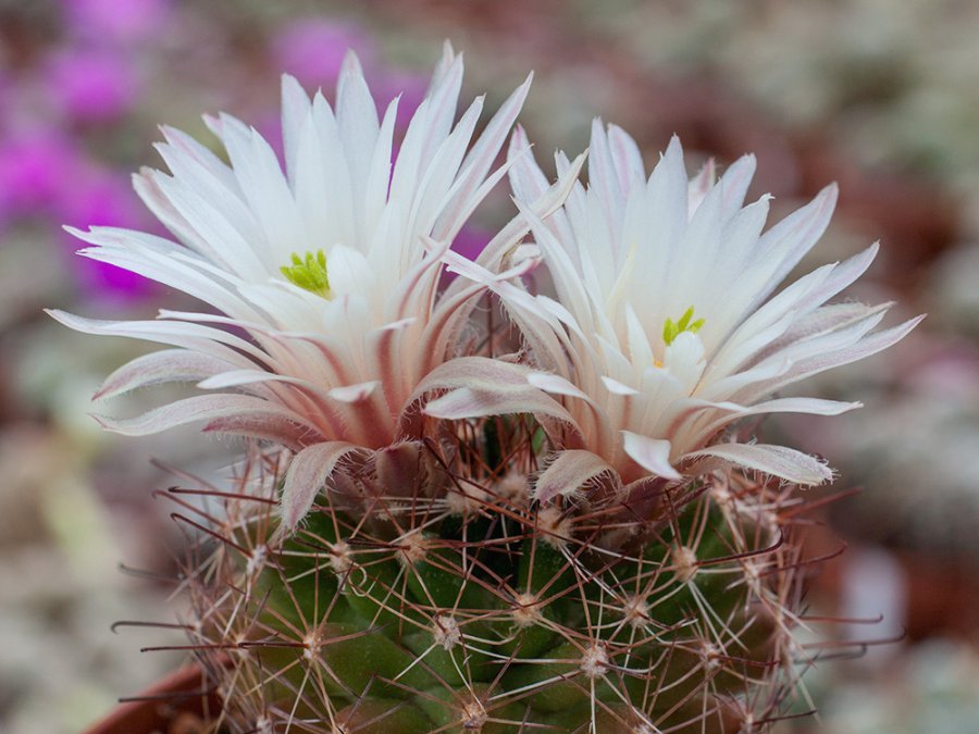 Mammillaria wrightii var. wolfii L 1042 Cuauhtemoc, Chih - 10 seeds