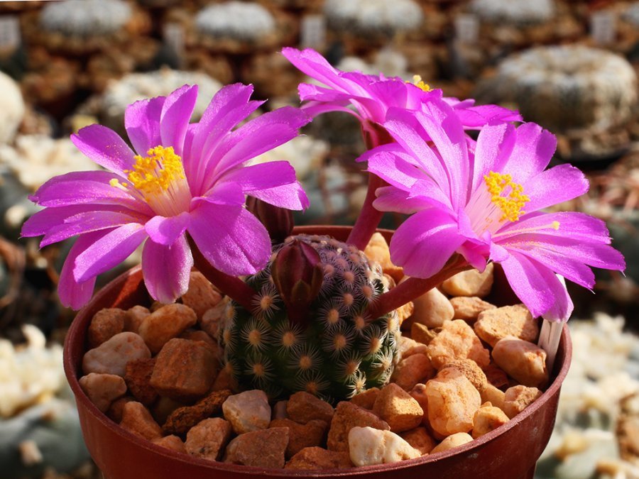 Mammillaria saboae ssp. goldii Nacozari, Son - 10 seeds
