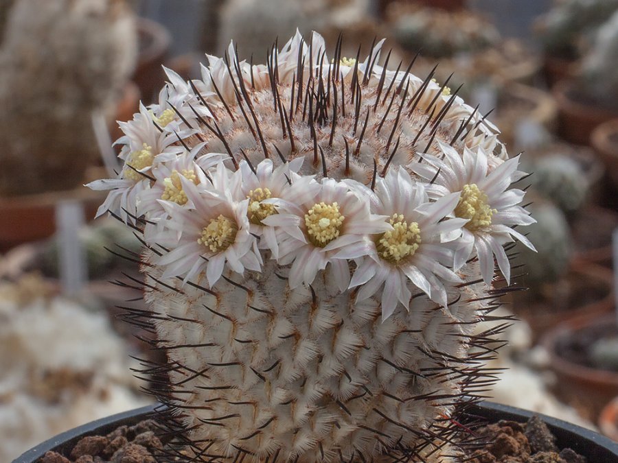 Mammillaria perezdelarosea ssp. andersoniana VCCB 379 Villa Garcia, Zac - 10 seeds
