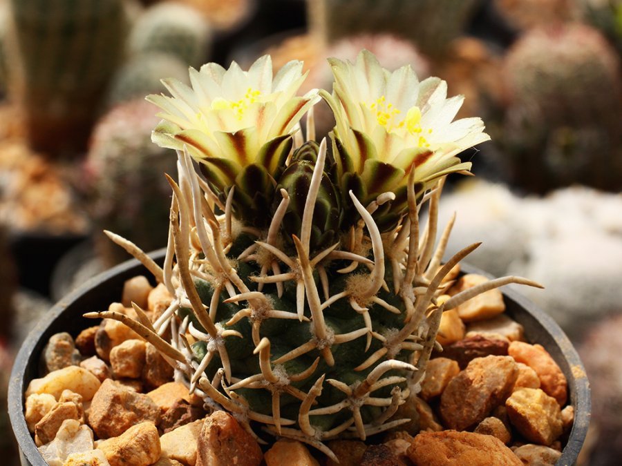 Navajoa peeblesiana SB 571 Navajo Co, Az - 10 seeds