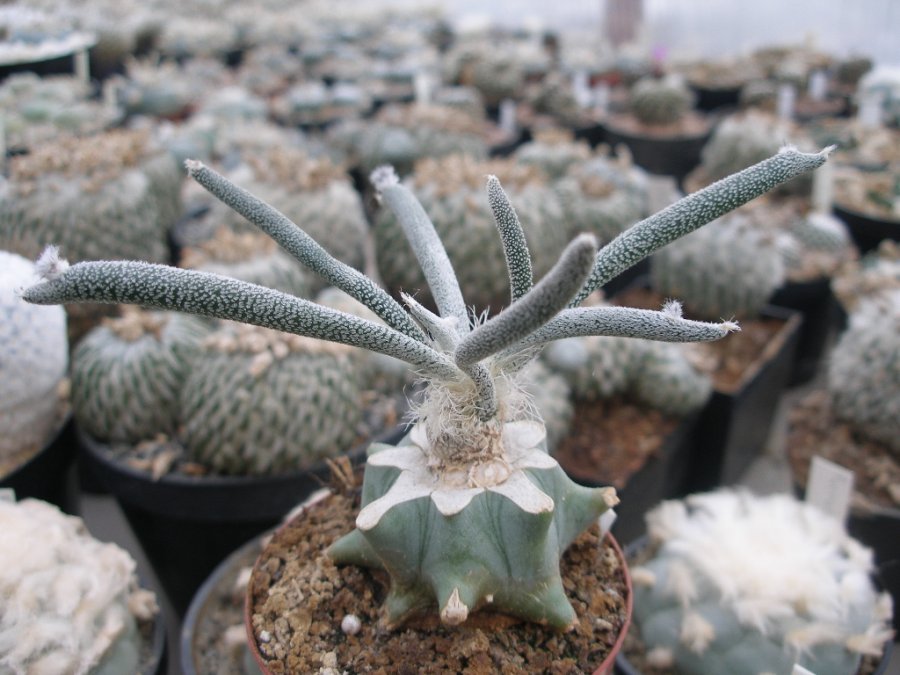 Astrophytum caput-medusae - 10 seeds