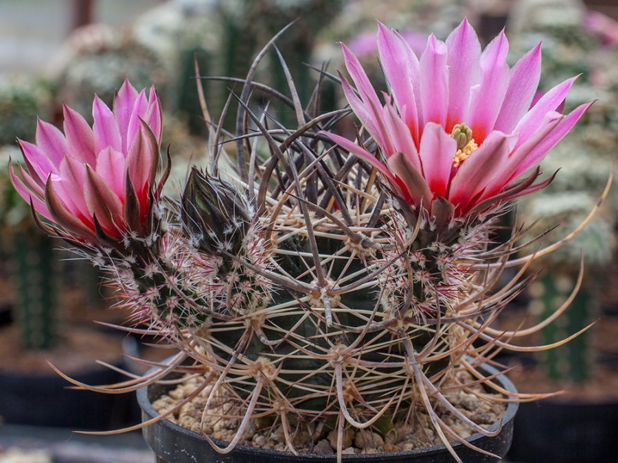 Echinocereus lindsayi MZ 1136 Santa Ines, Jaraguay, BC