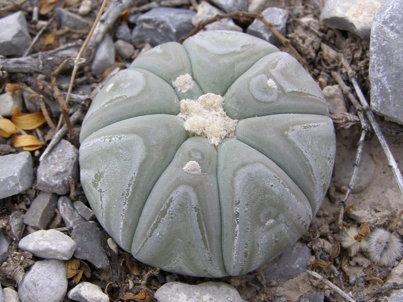 Echinocactus horizonthalonius VZD 293 Rancho La Campana, Coah