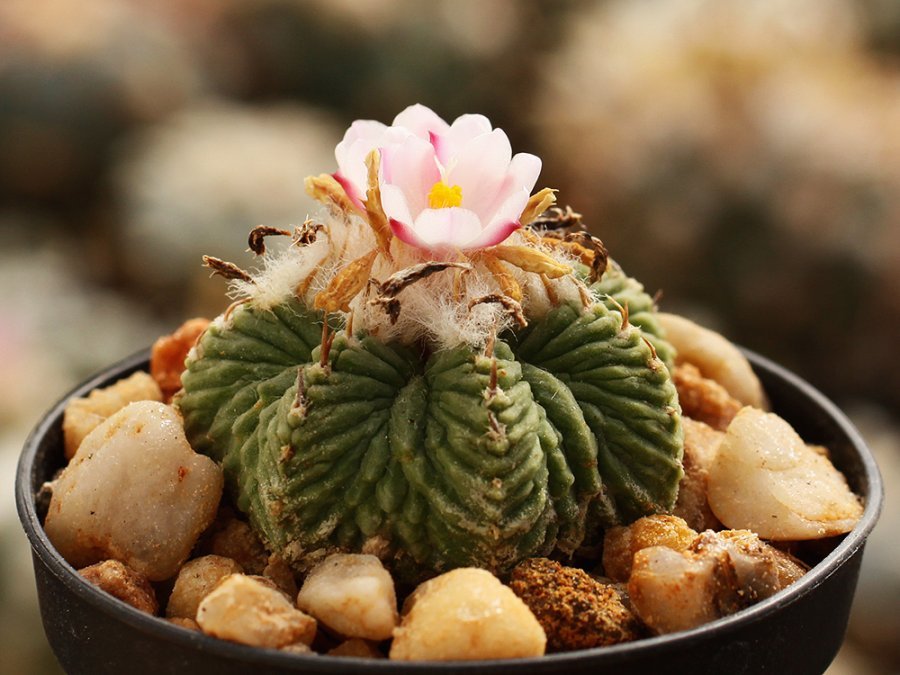 Aztekium ritteri VM 619 Canyon Metates, NL - 1 cm