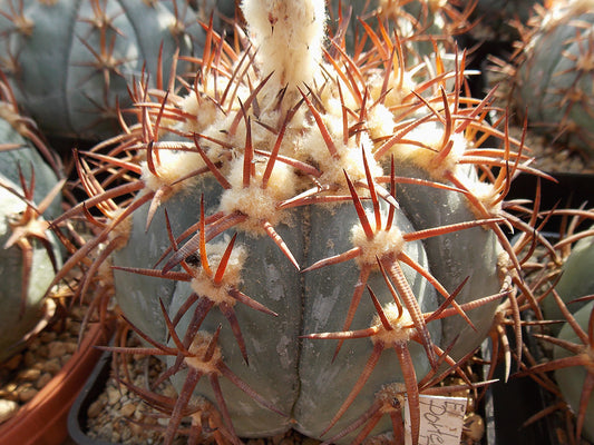 Echinocactus horizonthalonius El Portento, Dur - 10 seeds