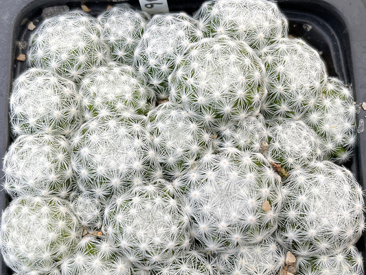 Mammillaria humboldtii PP 206 Metztitlan, Hid