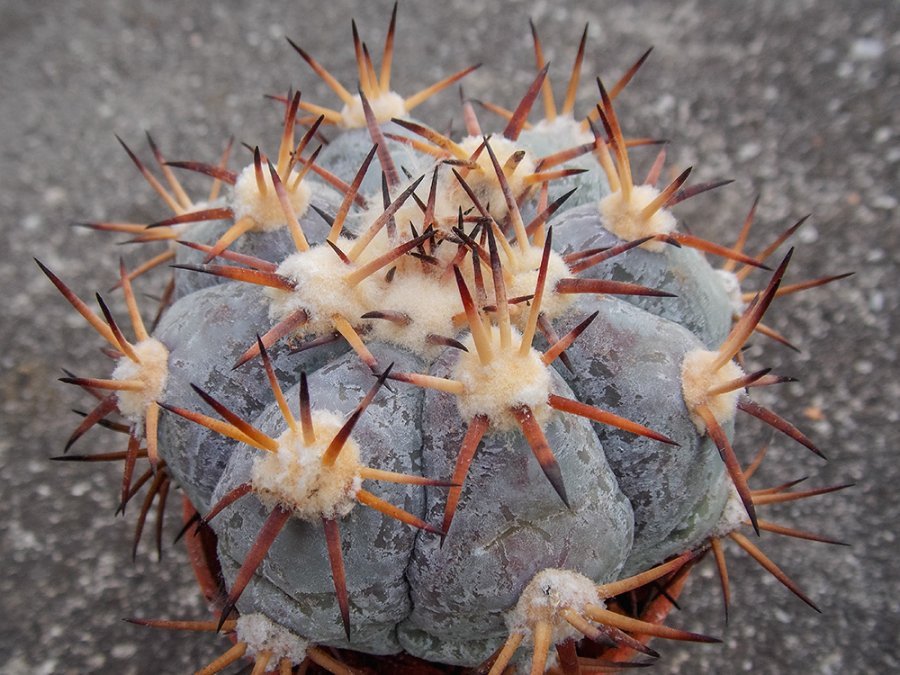 Echinocactus horizonthalonius Cinco de Mayo, Coah