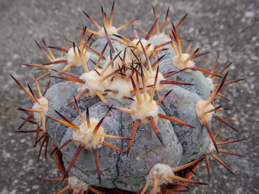 Echinocactus horizonthalonius Cinco de Mayo, Coah
