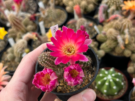 Chamaecereus hybr. PAN 17.4.126