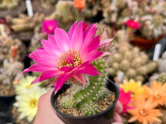 Chamaecereus hybr. PAN 19.191.23