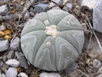 Echinocactus horizonthalonius VZD 293 Rancho La Campana, Coah - 10 seeds