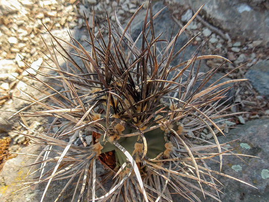 Astrophytum capricorne var. crassispinum MZ 671 San Juan, Coah - 10 seeds