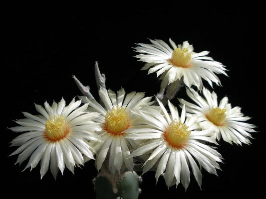 Astrophytum caput-medusae