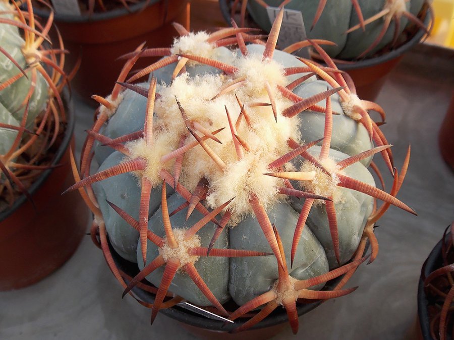 Echinocactus horizonthalonius Hot Springs, Tx - 10 seeds