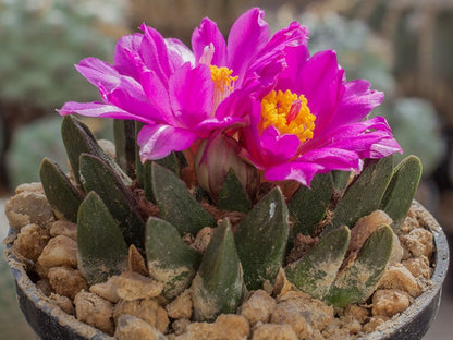 Ariocarpus scapharostrus RS 695 Rayones, NL