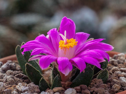 Ariocarpus scapharostrus RS 695 Rayones, NL