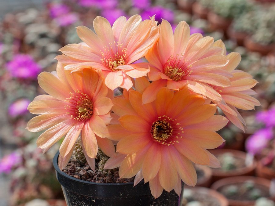 Chamaecereus hybr. apricot flower