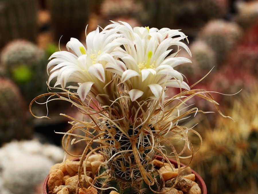 Toumeya papyracantha SB 504 Albuquerque, NM - 10 seeds