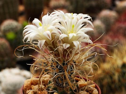Toumeya papyracantha SB 504 Albuquerque, NM - 10 seeds