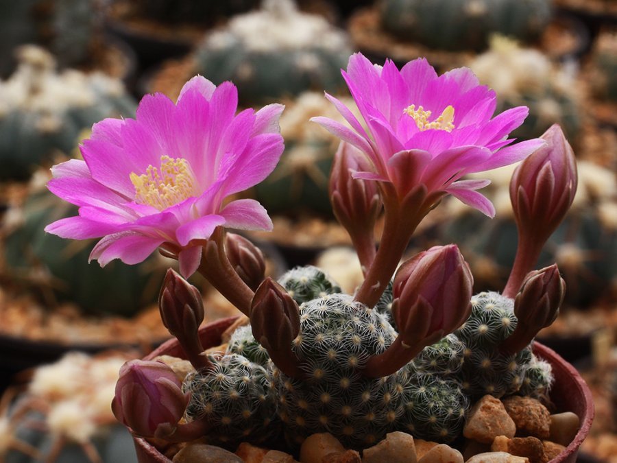 Mammillaria saboae SB 935 Terrero, Chih