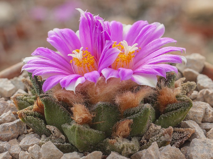 Ariocarpus fissuratus var. hintonii Las Palmas, SLP