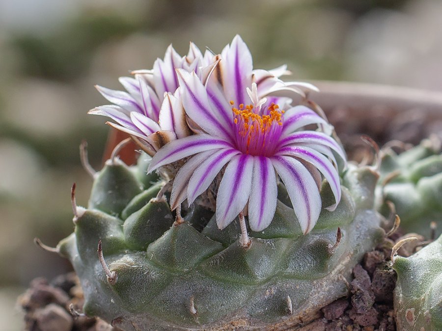 Turbinicarpus schmiedickeanus ssp. andersonii MZ 620 Presa de Guadalupe, SLP