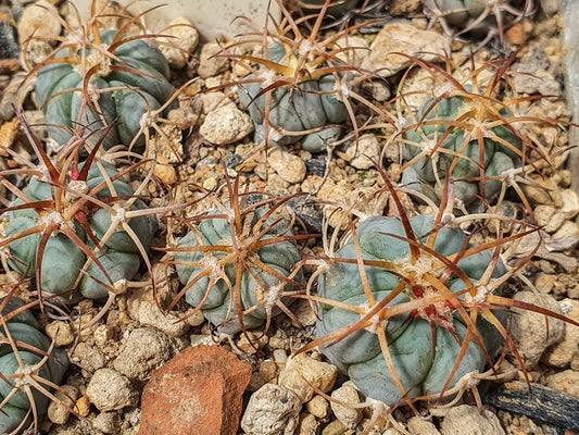 Echinocactus horizonthalonius VZD 571 Alamillo, Zac - 10 seeds