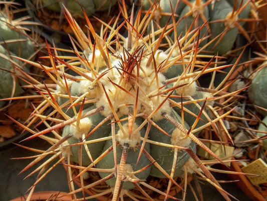 Echinocactus horizonthalonius VZD 63 Saltillo - Torreón, km 134, Coah - 10 seeds