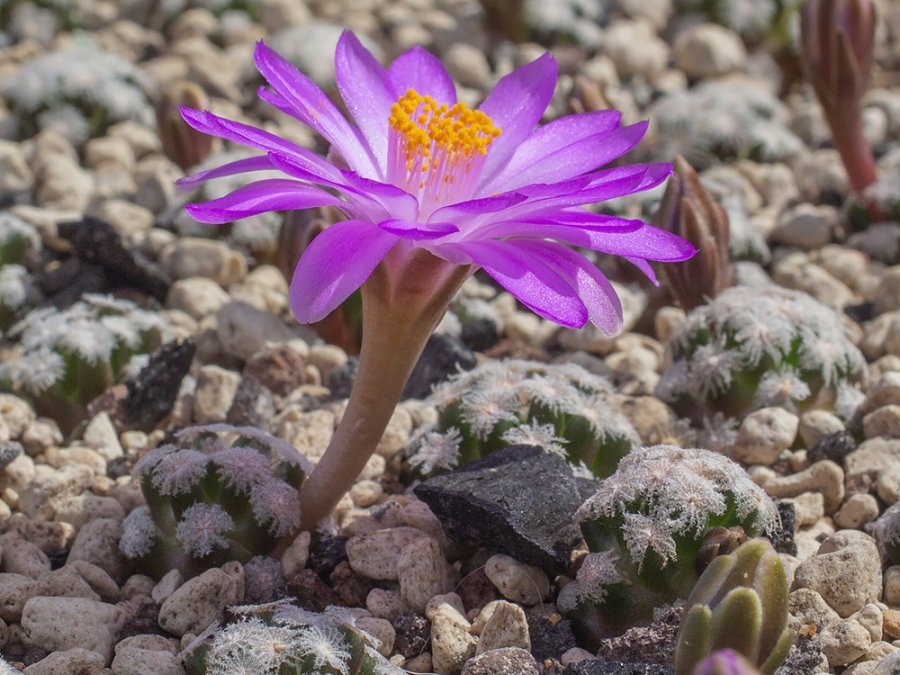 Mammillaria theresae f. minima GCG 12504 Francisco Javier de Lajas, Dur