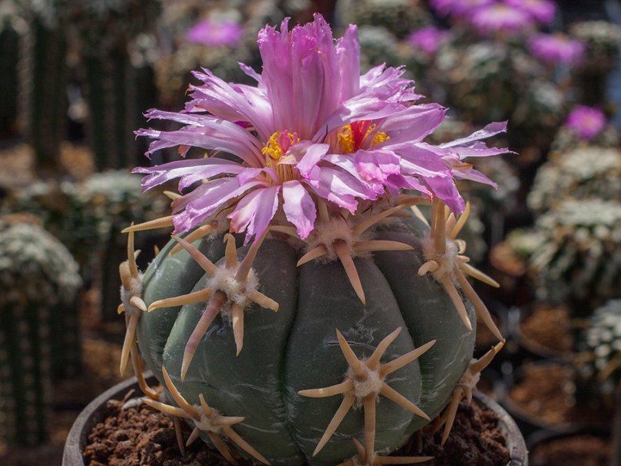 Echinocactus horizonthalonius cv. SHIROTOGE SUIHEIMARU