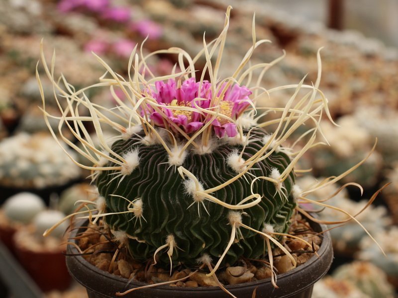Echinofossulocactus multicostatus SB1147 Los Imagines, Coah