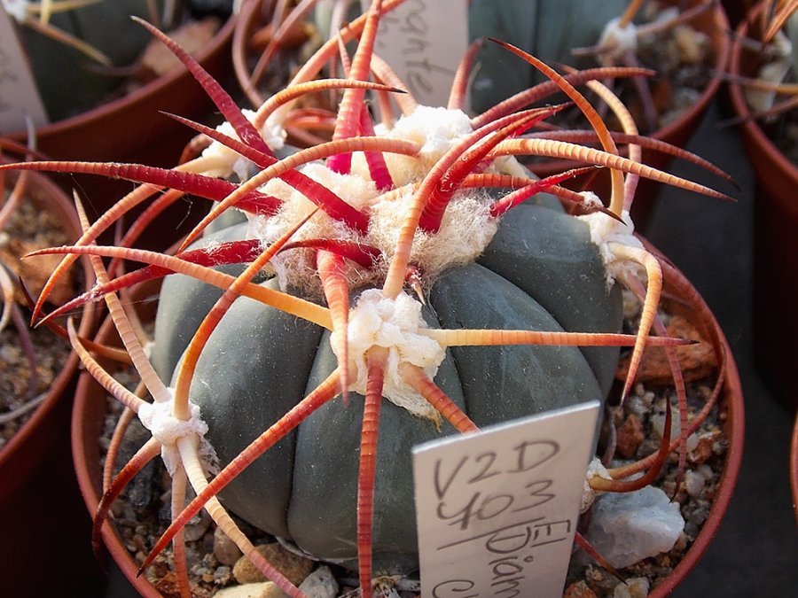 Echinocactus horizonthalonius VZD 703 El Diamante, Chih