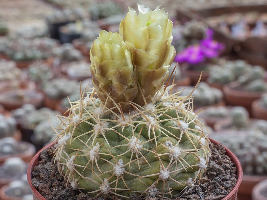 Sclerocactus mesae-verdae RP 111 Chimney Rock, Colo - 10 seeds