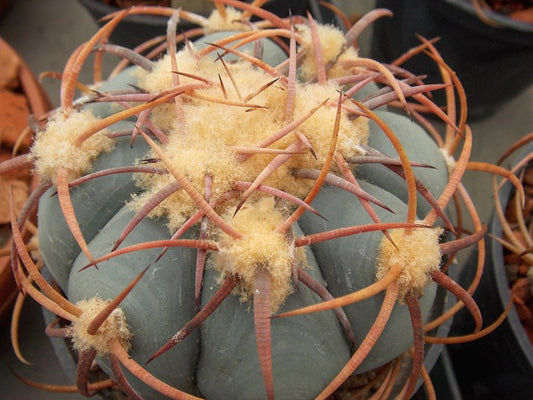 Echinocactus horizonthalonius N of Presidio, Pecos Co, Tx