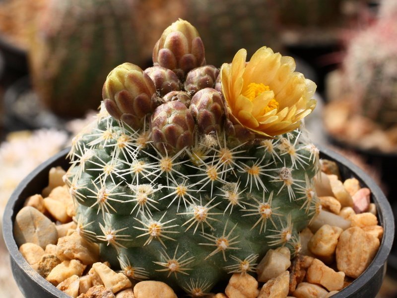 Pediocactus knowltonii exótico globular Rare Cactus Cactus suculento de Pediocactus knowltonii exótico globular Rare Cactus Cactus suculento de
