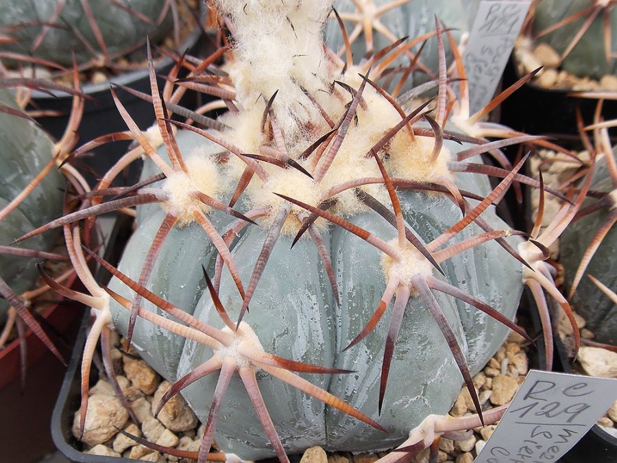 Echinocactus horizonthalonius RC 129 Desert between the Sierra, Coah - 10 seeds