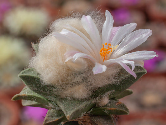 Ariocarpus retusus GCG 10950 Miguel Hidalgo-Lucio Vazquez, Tam - 10 seeds