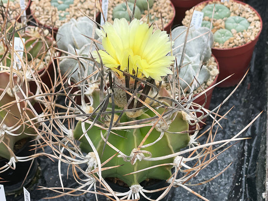 Astrophytum capricorne var. crassispinum Sierra Las Delicias, Coah - 10 seeds