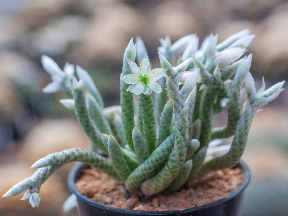 Echinocactus horizonthalonius cv. SHIROTOGE SUIHEIMARU - 10 seeds