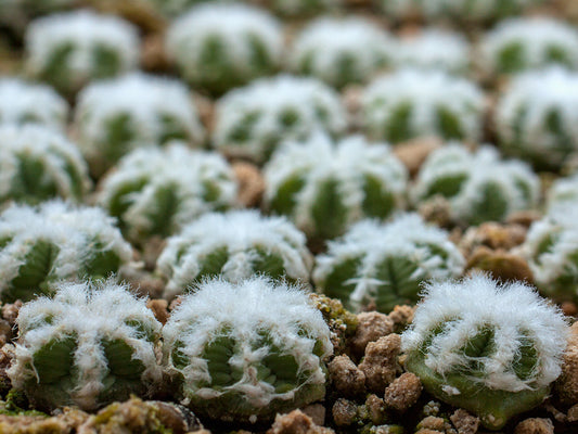Aztekium hintonii PP 222 Galeana, NL