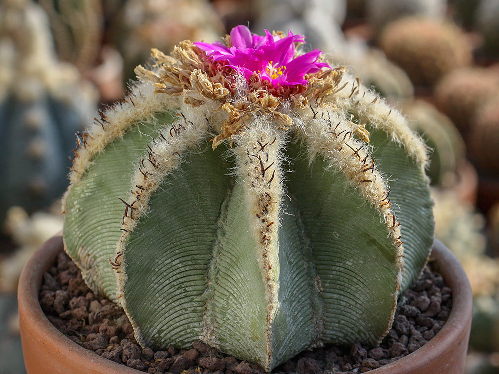 Echinocactus horizonthalonius cv. SHIROTOGE SUIHEIMARU - 10 seeds