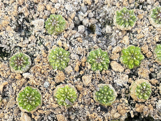 Aztekium Aztecium seeds – Hajek-kaktusy