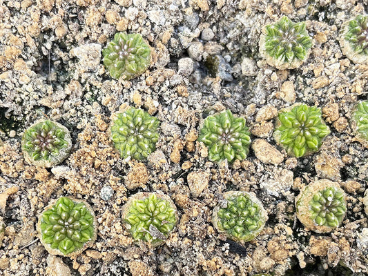 Aztekium Ritt Aztekium plants – Hajek-kaktusy