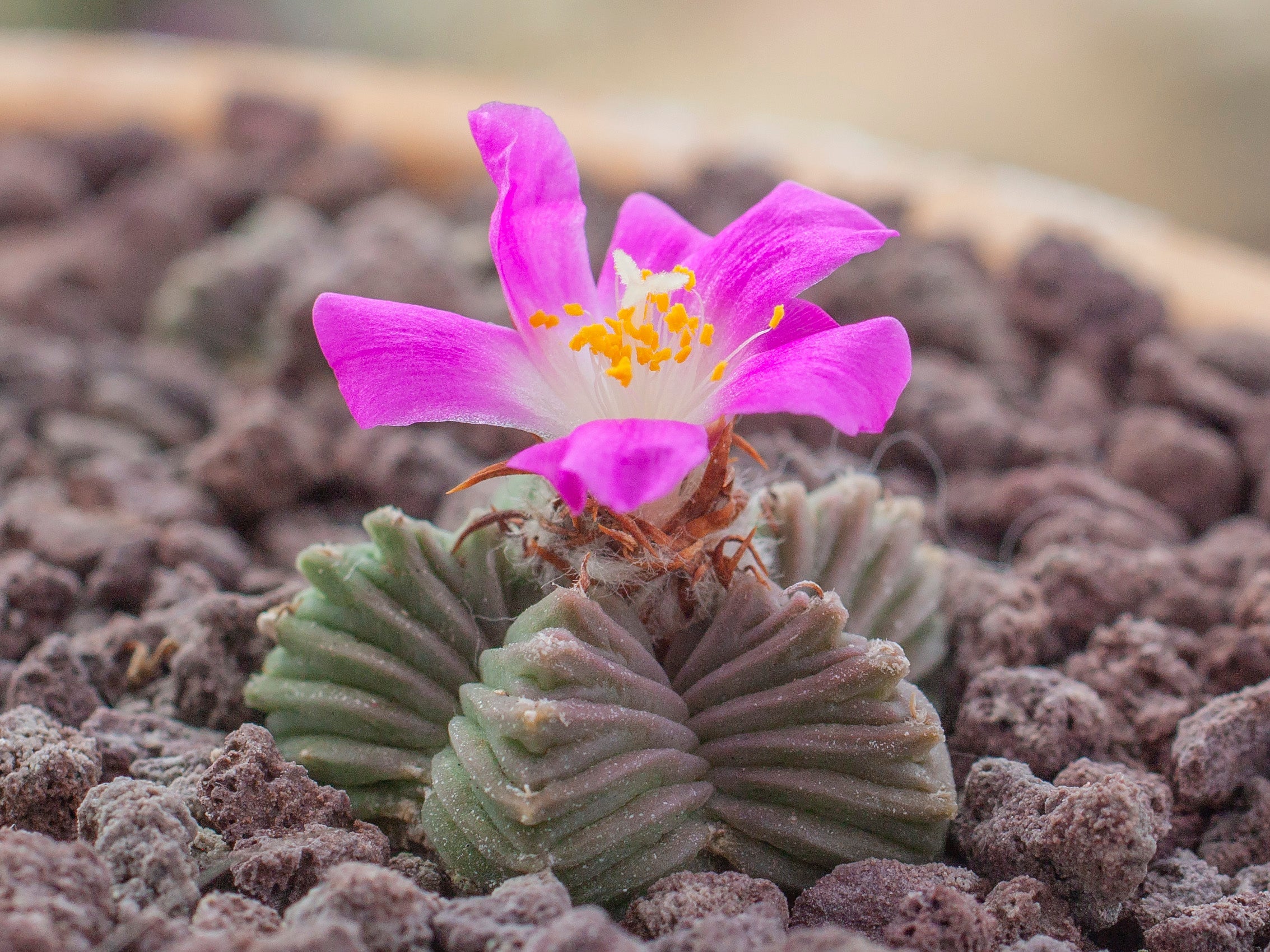 Aztekium valdezii GCG 10893 Loma Alta, NL - 10 seeds