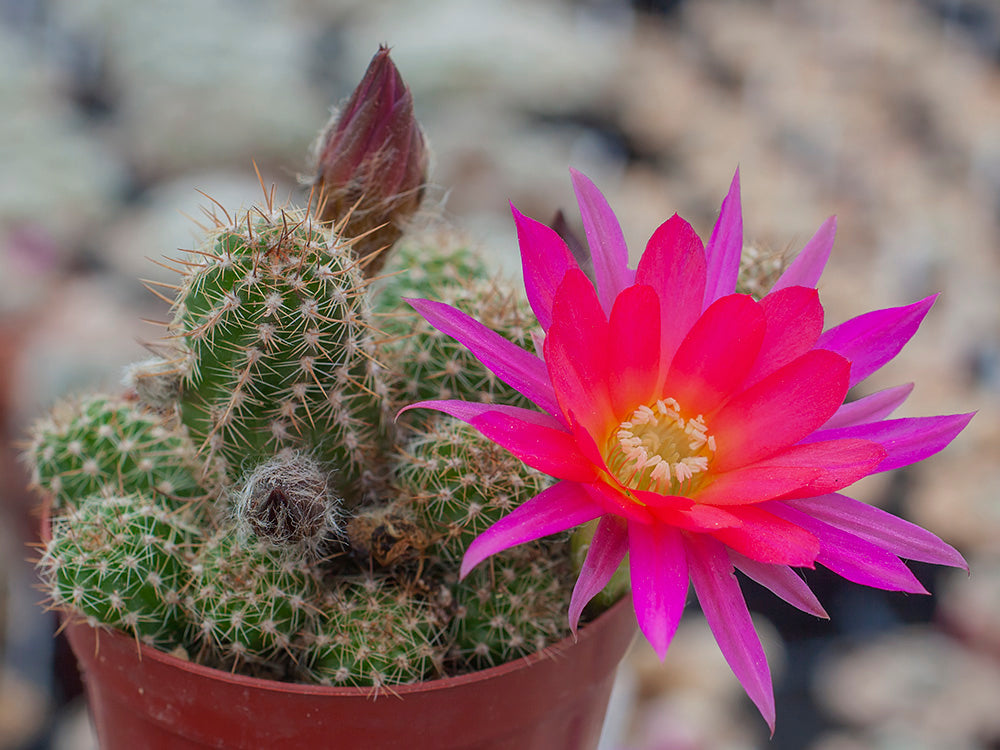 Chamaecereus hybr. Hajek 23.010